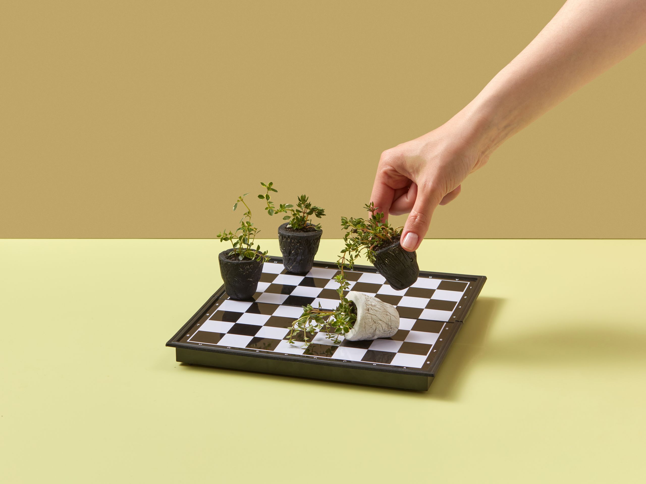Image may contain Food Food Presentation Plant Potted Plant Indoors Interior Design Furniture and Table